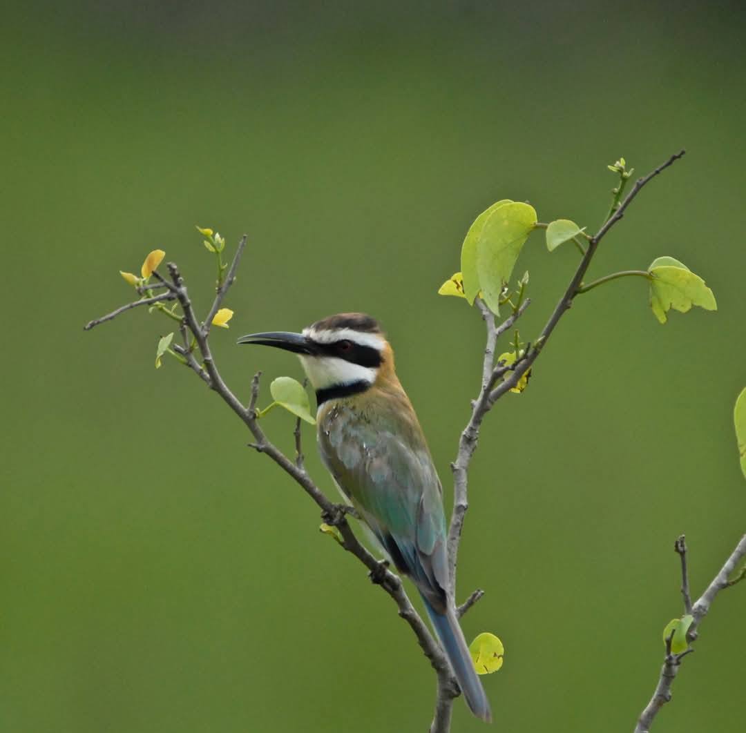 White-throated Bee-eater