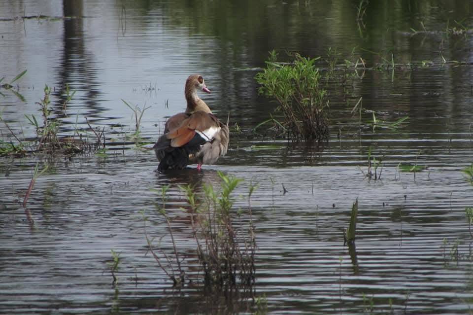 Egyptian Goose