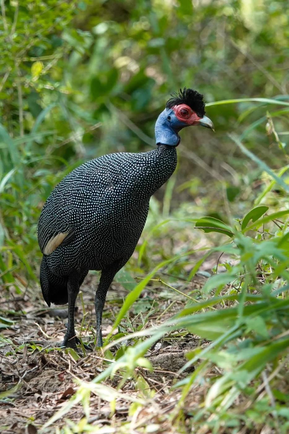 Crested Guineafowl