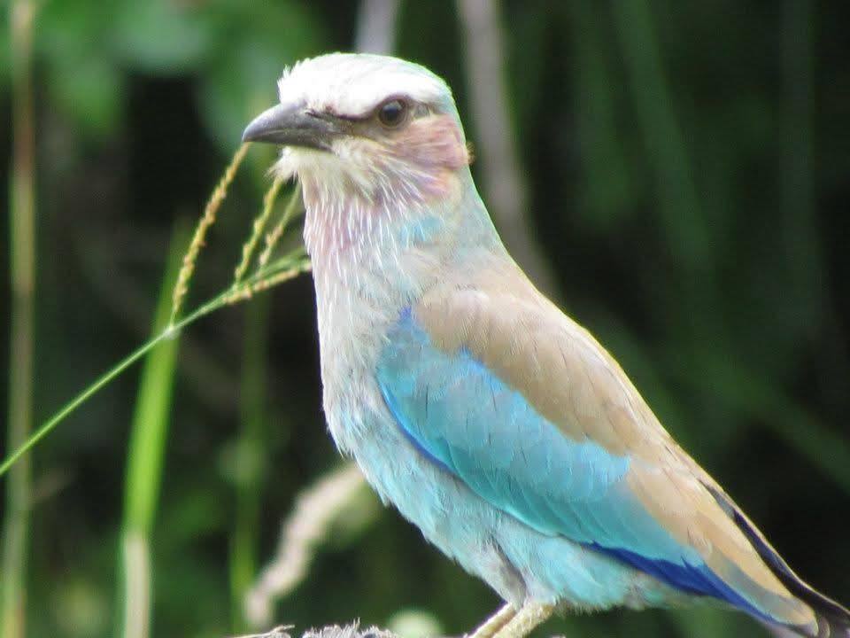 Broad-billed Roller