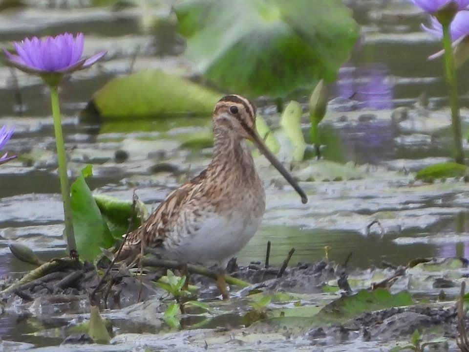 Common Snipe in the wetlands