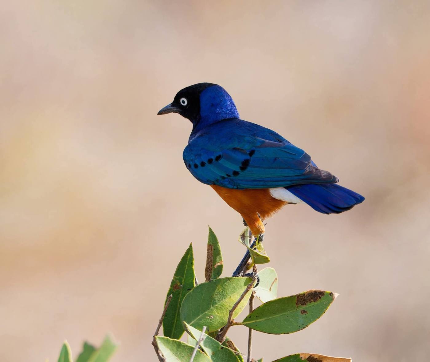 Superb Starling