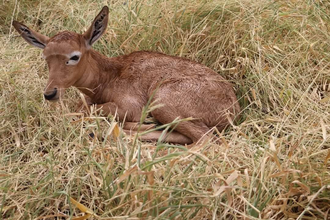 A young antelope resting in the grass