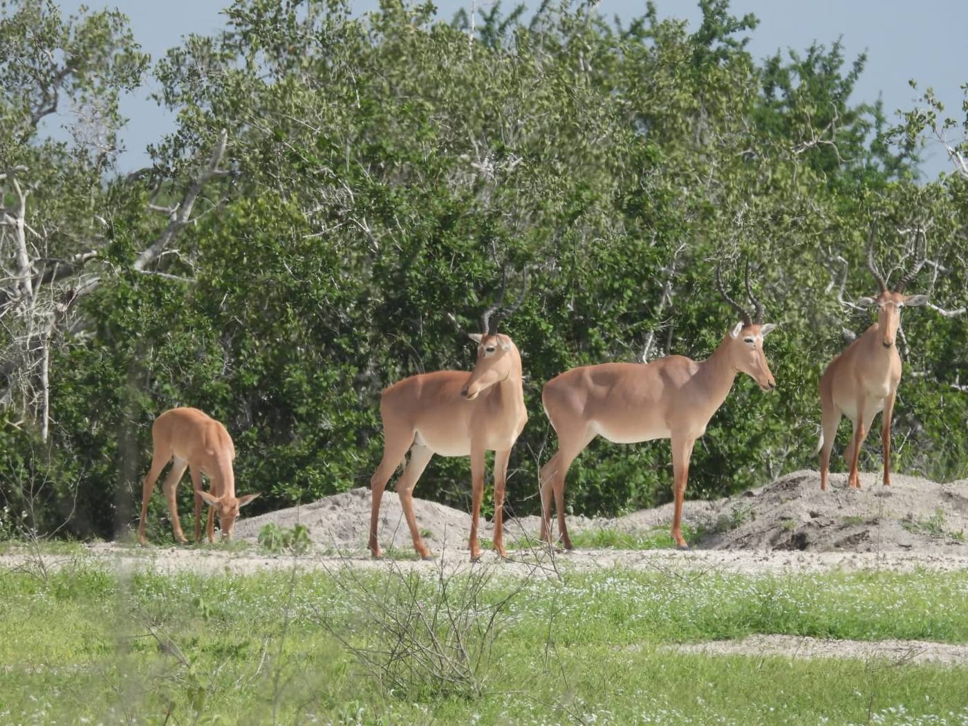 A small herd of antelope in the park