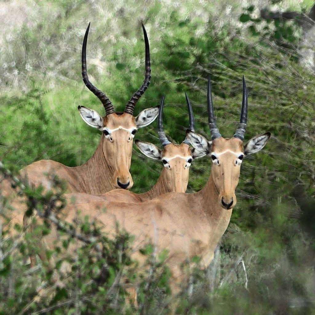 Antelope in the Lag Badana landscape