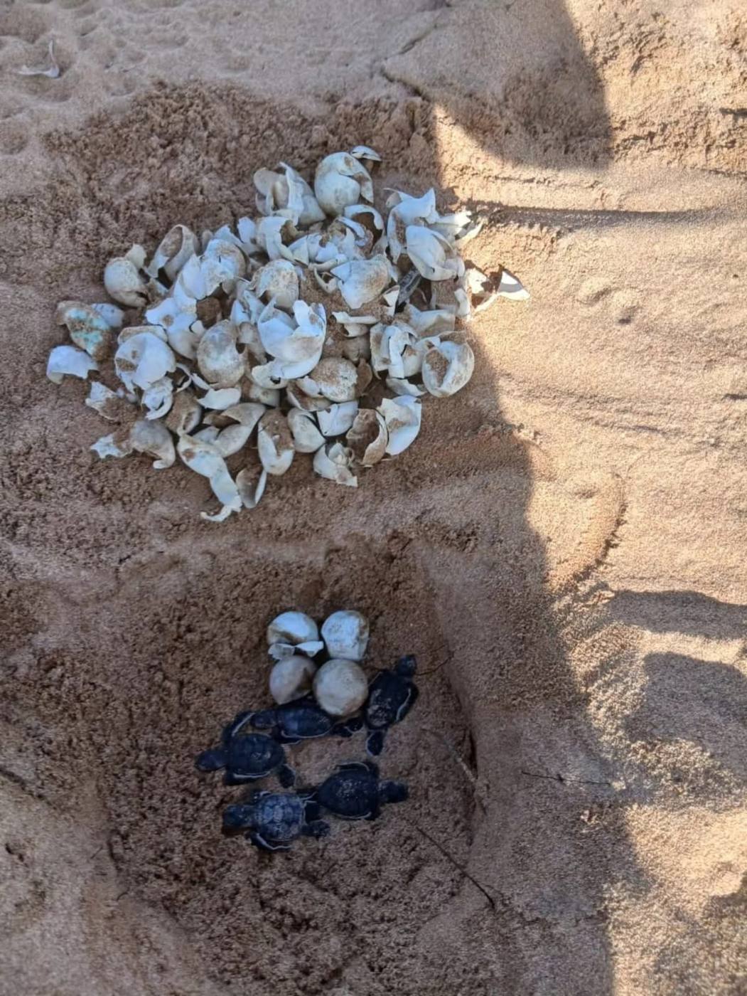 Turtle nest with hatched eggshells and hatchlings