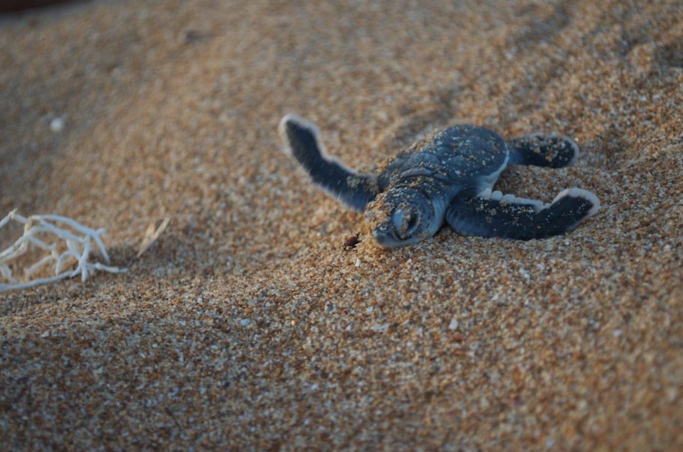 A newly hatched sea turtle on the beach
