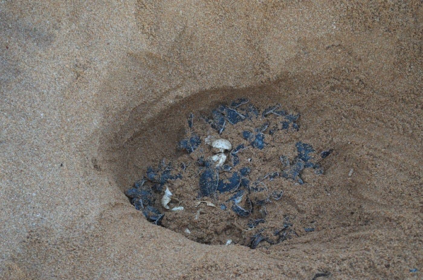 Sea turtle hatchlings emerging from their nest