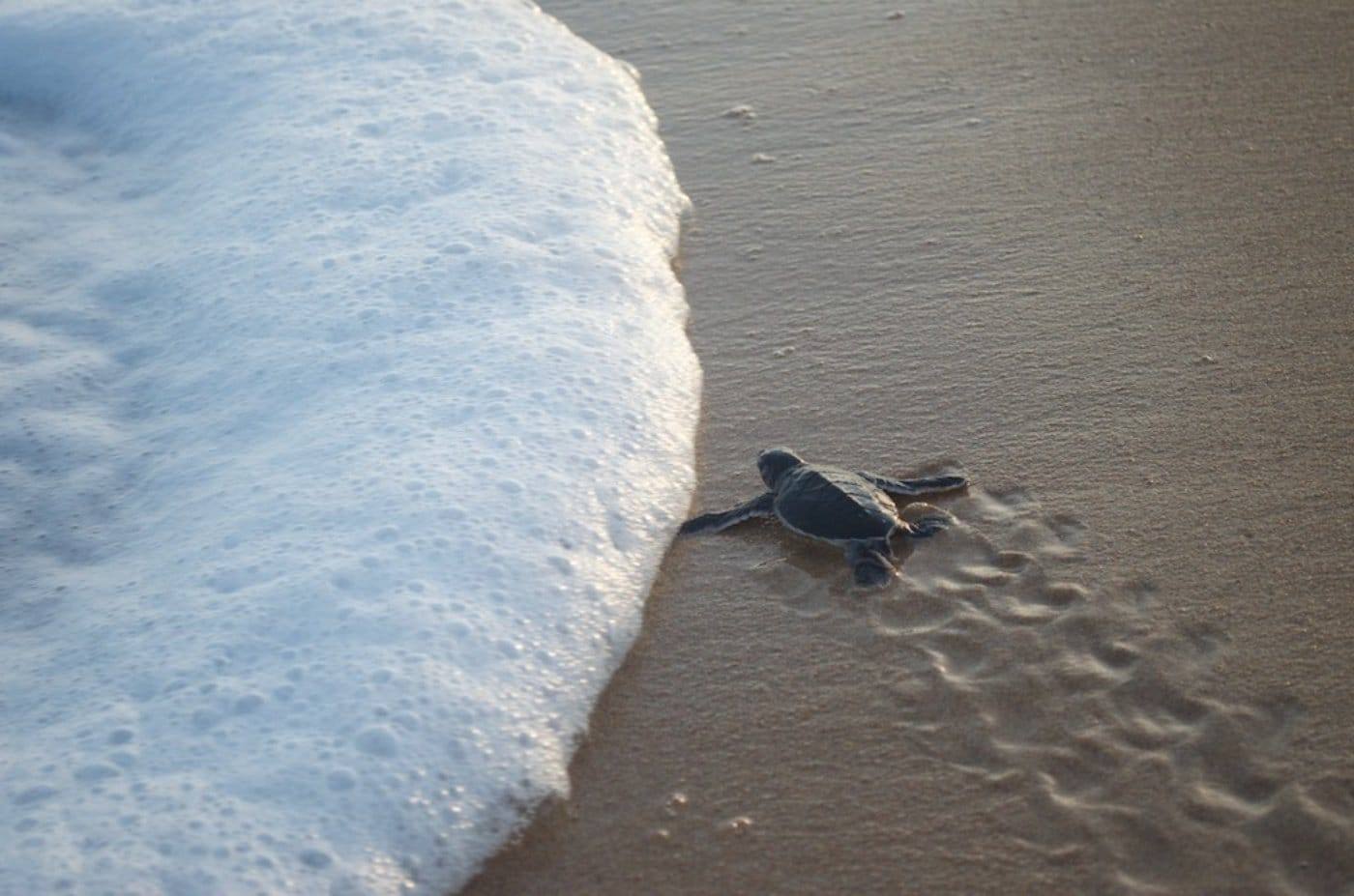 Sea turtle hatchling reaching the surf